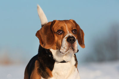 Close-up of dog looking away against sky