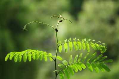 Close-up of caterpillar on plant