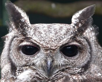 Close-up portrait of an animal