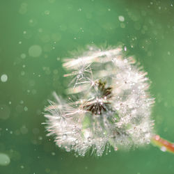 Close-up of dandelion flower