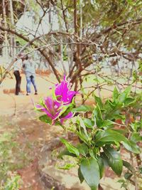 Low angle view of flower tree