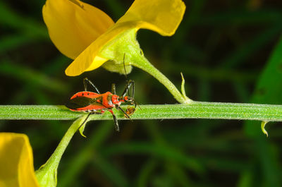 Close-up of insect on plant