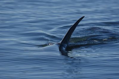 Duck swimming in sea