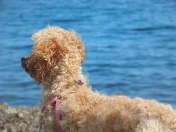 Close-up of a dog