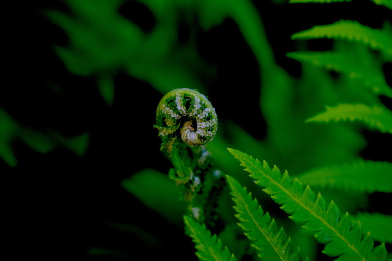 CLOSE-UP OF CATERPILLAR ON LEAF