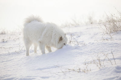 White horse on snow covered field