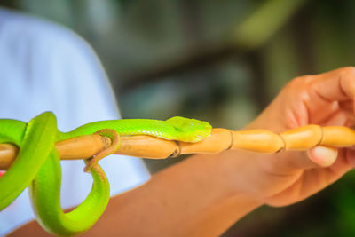 Close-up of hand holding lizard