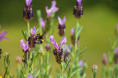 Bee pollinating on flower