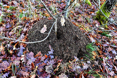 High angle view of dry leaves on field