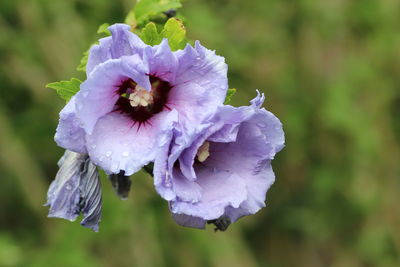 Close-up of wet purple flowering plant