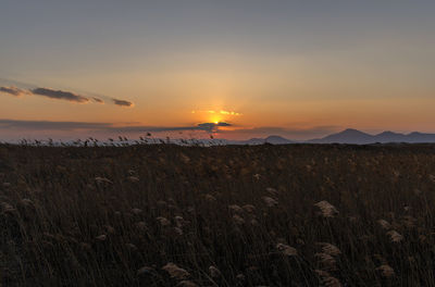 Scenic view of field against sky during sunset