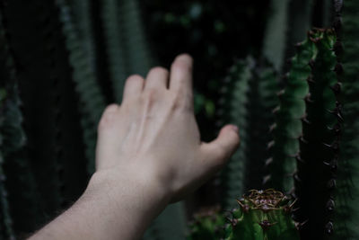 Cropped hand reaching out to thorny cactus
