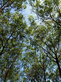 Low angle view of trees against sky