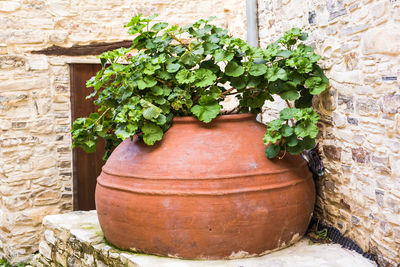 Close-up of potted plant against stone wall