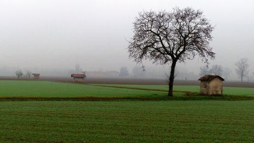 Bare tree on field against sky during foggy weather