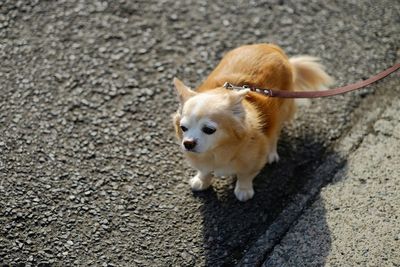 Dog looking away