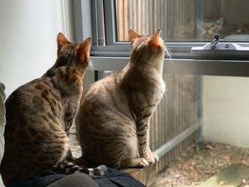 Cat sitting in a window