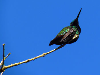 Close-up of bird perching on plant against clear blue sky