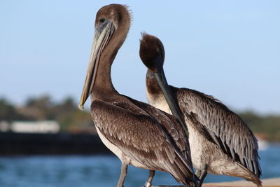 Close-up of pelican on shore against clear sky