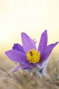 Close-up of purple crocus flower