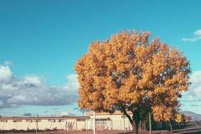 Low angle view of tree against sky during autumn