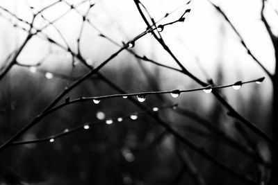 Close-up of wet plant during rainy season