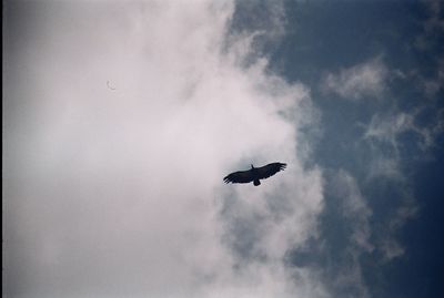 Low angle view of bird flying against sky