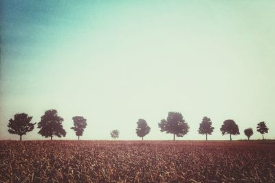 Trees on field against clear sky