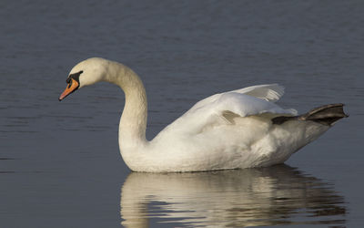 Swan swimming in lake