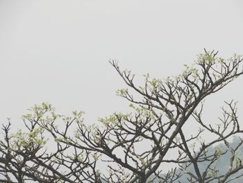 Low angle view of tree against clear sky