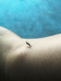 Close-up of insect on hand