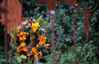 Close-up of yellow flowers