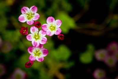 Close-up of pink flowers blooming outdoors