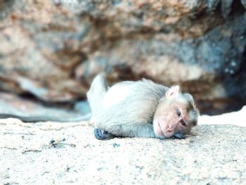 Close-up of monkey relaxing on rock