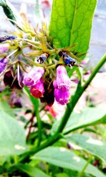 Close-up of insect on purple flower