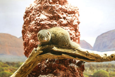 Close-up of a lizard on rock