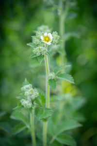 Close-up of yellow flowering plant