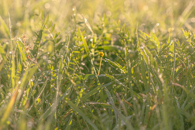 Close-up of dew on grass