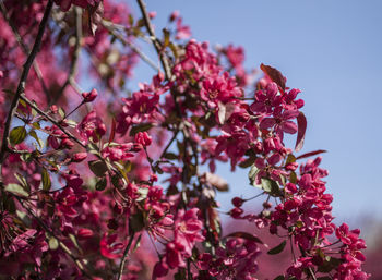 Close-up of pink cherry blossoms in spring