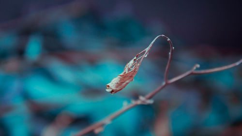 Close-up of dry leaves on plant during winter