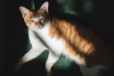 Close-up portrait of a cat