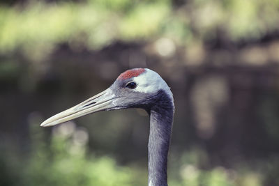 Close-up of a bird against blurred background