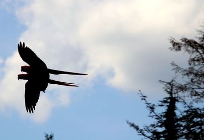 Low angle view of bird flying against sky