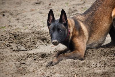 Close-up portrait of a dog digging in sand