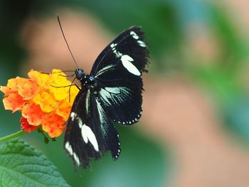 Close-up of butterfly pollinating on flower