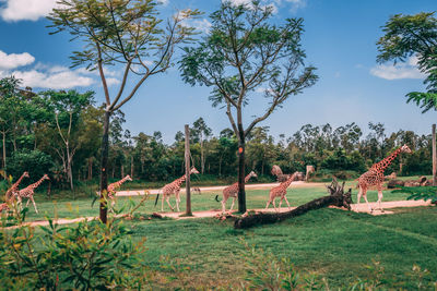 Trees on field against sky