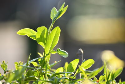 Close-up of plant growing outdoors