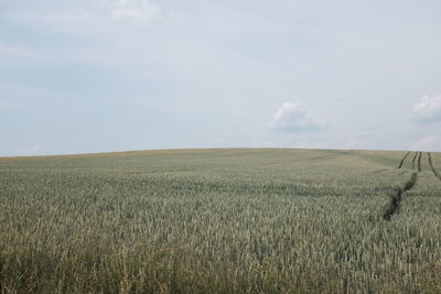 Scenic view of wheat field against sky