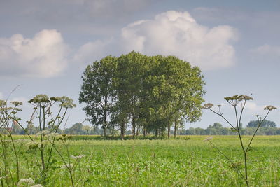 Tree on field against sky