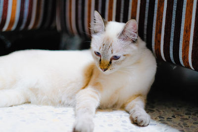 Cute white thai cat in living room